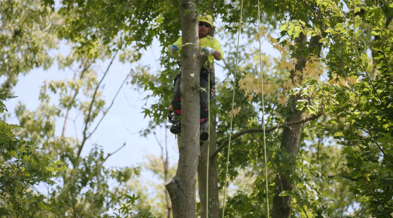 Tree Health & Maintenance in La Mirada, CA